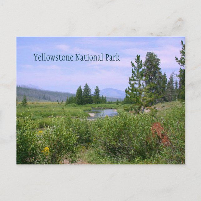 Cartão Postal Prado de Verão em Yellowstone (Frente)