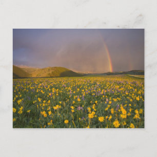 Cartão Postal Prado espetacular de flores silvestres ao nascer d