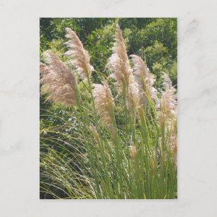 Cartão Postal Prado-pampas