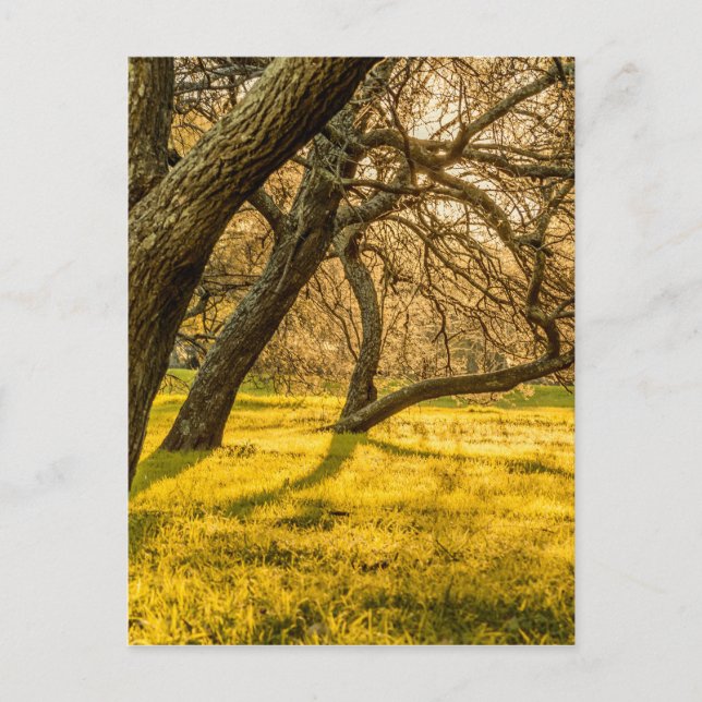 Cartão Postal Prado Park, Montevideo, Uruguai (Frente)