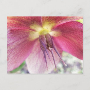 Cartão Postal Pragas de sementes que se desenvolvem na Flor de H