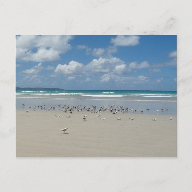 Cartão Postal Praia com gaivotas (Frente)