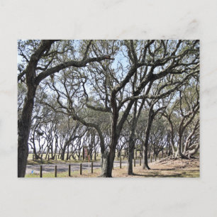 Cartão Postal Praia de Kure Fotografia da Natureza Oak Grove
