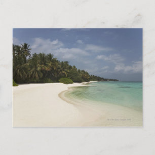 Cartão Postal Praias e palmeiras de coco.