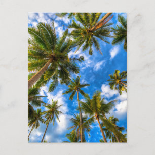 Cartão Postal Praias Tropicais   Palmeiras sobre o céu azul