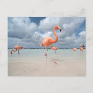Cartão Postal Praias Tropicais   Praia dos Flamingos, Aruba