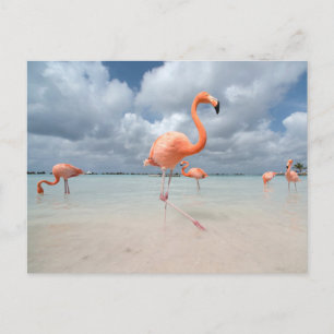 Cartão Postal Praias Tropicais   Praia dos Flamingos, Aruba