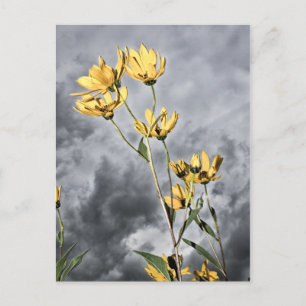 Cartão Postal Prairie Beauty
