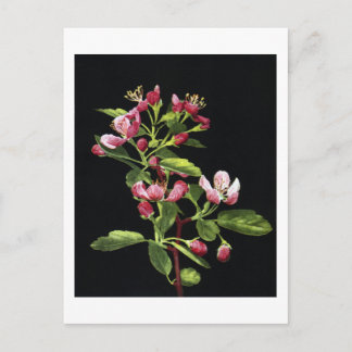 Cartão Postal Prairie Crabapple Blossoms