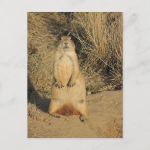 Cartão Postal Prairie Dog