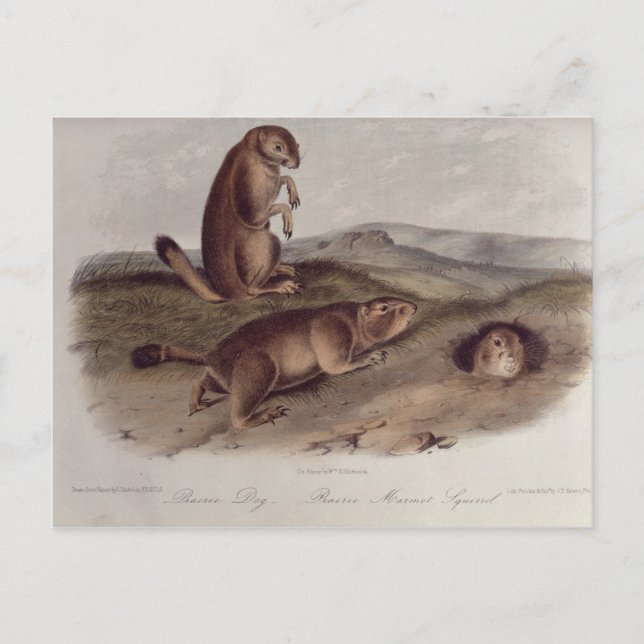 Cartão Postal Prairie Dog de 'Quadrupeds of North America' (Frente)