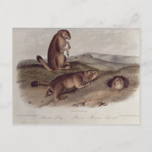 Cartão Postal Prairie Dog de 'Quadrupeds of North America'