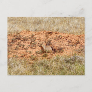 Cartão Postal Prairie Dog, Monumento Nacional Torre do Diabo, WY
