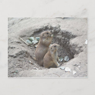 Cartão Postal Prairie Dogs