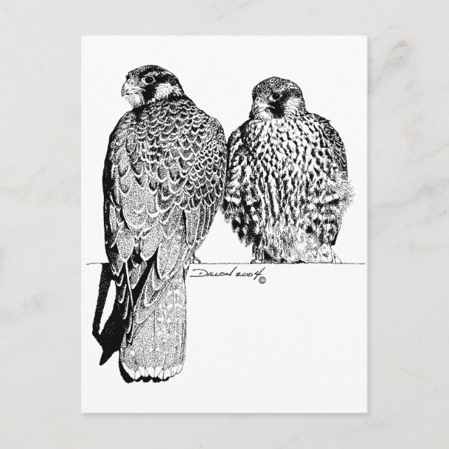Cartão Postal Prairie Falcons (Frente)