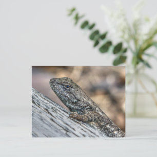 Cartão Postal Prairie Lizard