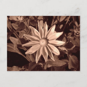 Cartão Postal Prairie Sun Rudbeckia - Sepia
