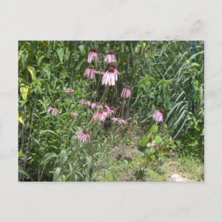 Cartão Postal Prairie Views