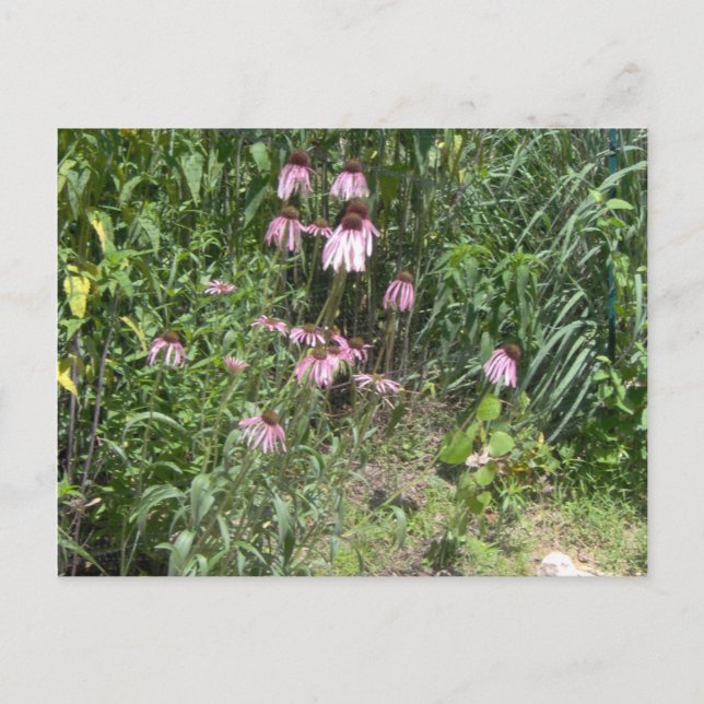 Cartão Postal Prairie Views (Frente)