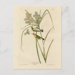 Cartão Postal Prairie Warbler das Aves da América de Audubon