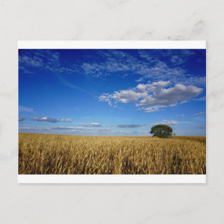 Cartão Postal Prairie Wheat e sky