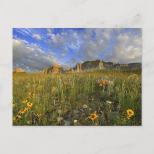 Cartão Postal Prairie Wildflowers at Windy Creek in the Many