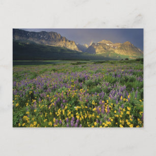 Cartão Postal Prairie wildflowers fill meadow near Lake