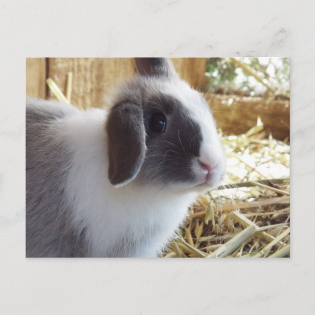 Cartão Postal Prateado (Frente)