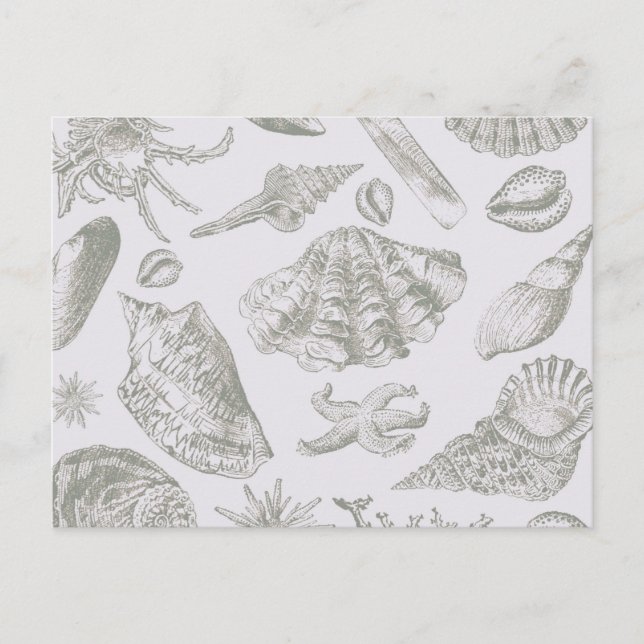 Cartão Postal Prateleiras de Arte Suave de Seashell (Frente)