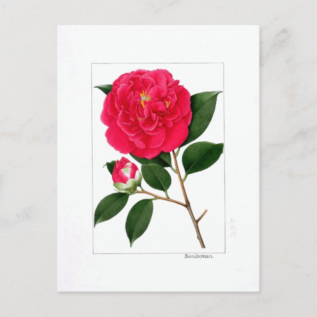 Cartão Postal Prato Camellia: Benibotan (Frente)