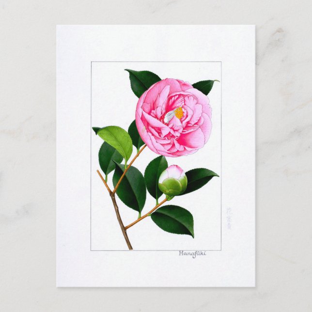 Cartão Postal Prato Camellia: Hanafuki (Frente)
