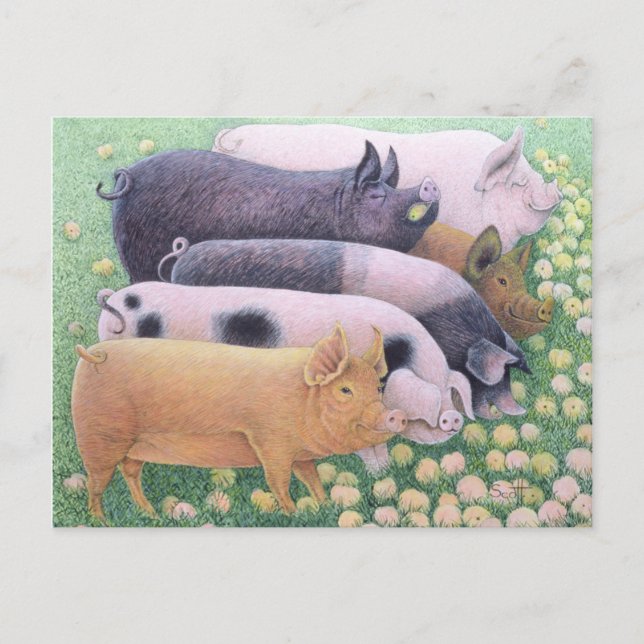 Cartão Postal Prazer puro (Frente)