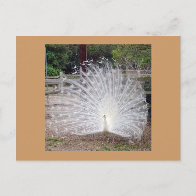 Cartão Postal Pré-visualização (Frente)