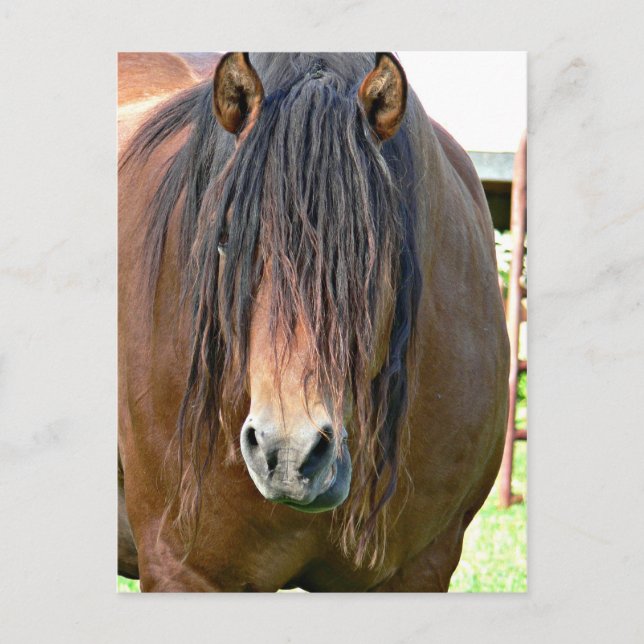 Cartão Postal Precisa cortar o cabelo (Frente)