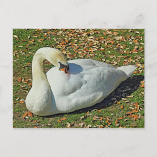 Cartão Postal Preening Swan. Lago Roath Park, Cardiff, Gales.