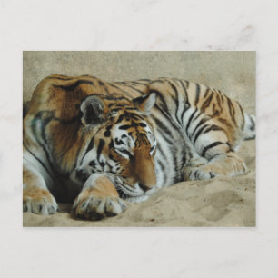 Cartão Postal Preguiçoso Tigre Impressionante Grande Foto De Ga