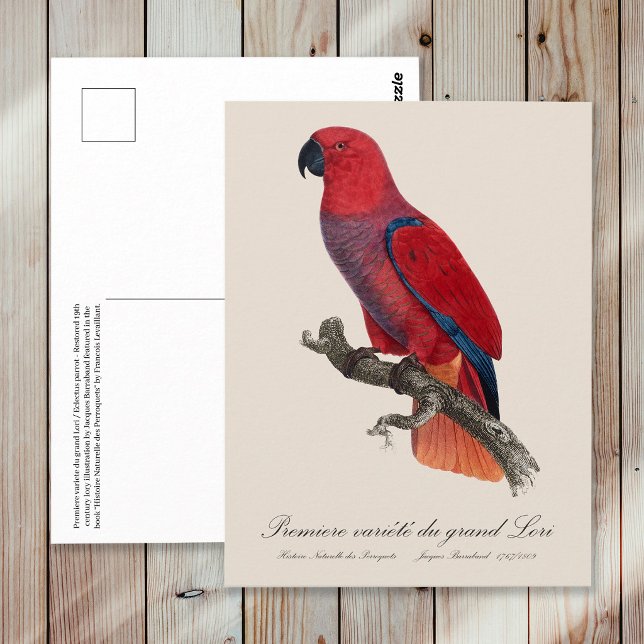 Cartão Postal Premiere variete du Grand Lori / Eclectus parrot (Vosmaer Eclectus Parrot, Eclectus Roratus Vosmaeri. Postcard)