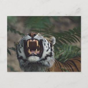Cartão Postal Presas de Bares Siberian Tiger (Panthera Tigris)