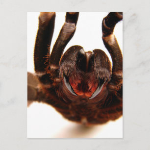 Cartão Postal Presas - Imagem de Arte Tarantula 2