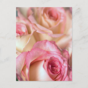 Cartão Postal Presente de Rosas Rosa