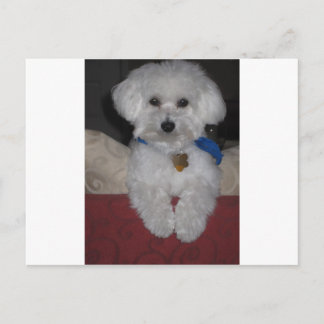 Cartão Postal Presente maltês