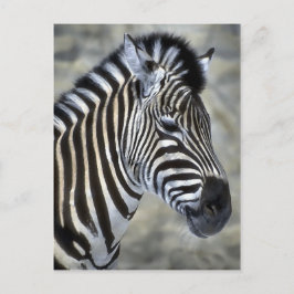 Cartão Postal Presentes de Arte de Zebra Amantes