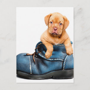 Cartão Postal Presentes De Cãozinho