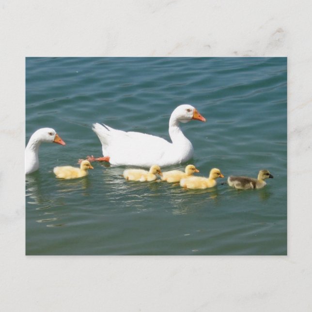 Cartão Postal Presentes de Destino (Frente)