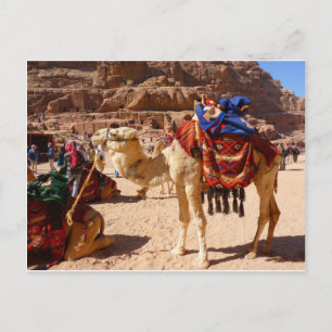 Cartão Postal Presentes de Destino de Animais do Meio-Oriente Ca