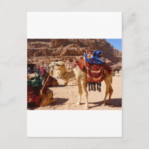 Cartão Postal Presentes de Destino de Animais do Meio-Oriente Ca