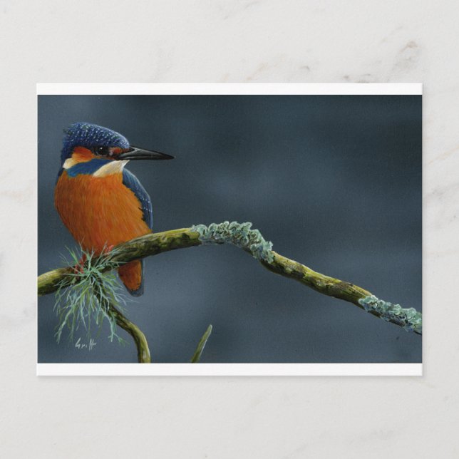 Cartão Postal Presentes de Kingfisher Brilhantes (Frente)