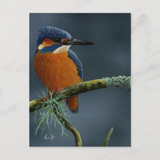 Cartão Postal Presentes de Kingfisher Brilhantes