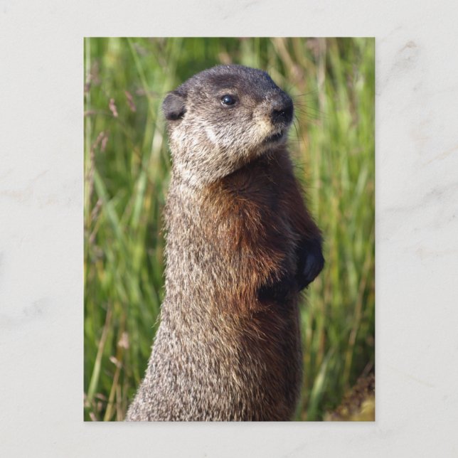 Cartão Postal Presentes de Marmote Amarelo (Frente)