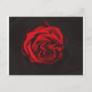 Cartão Postal presentes de rosa vermelha